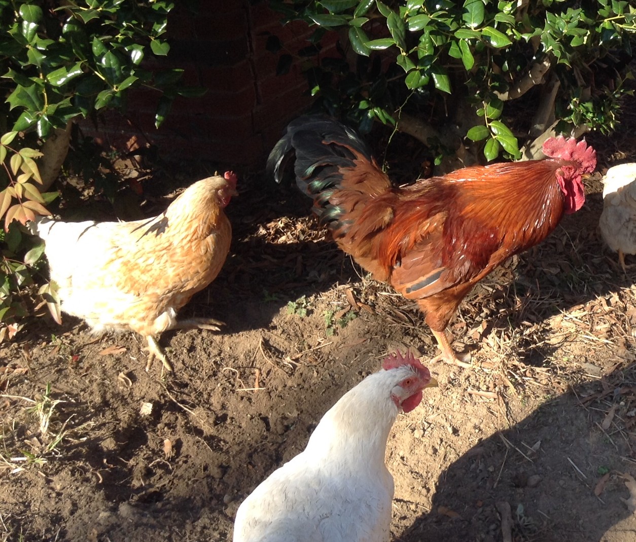 5 Benefits Of Raising Chickens: Why More People Should - Easily Grown ...